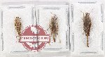 Scientific lot no. 72 Orthoptera (3 pcs)