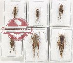Scientific lot no. 73 Orthoptera (6 pcs)