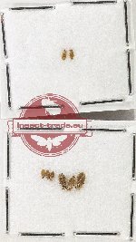 Scientific lot no. 1413 Heteroptera (water spp.) (8 pcs)