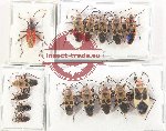 Scientific lot no. 1422 Heteroptera (15 pcs)