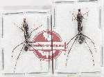 Scientific lot no. 46 Formicidae (2 pcs)