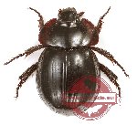 Hybosorinae sp. 11 (5 pcs)