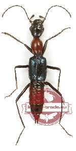 Staphylinidae sp. 20