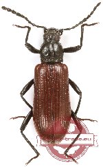Tenebrionidae sp. 130