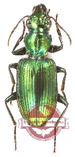 Catascopus sp. 27 (A-)