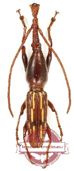 Brenthidae sp. 29