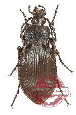 Carabus (Pachystus) preslii