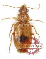Lebiinae sp. 26 (5 pcs)