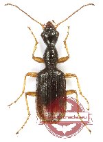 Carabidae sp. 71