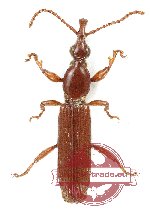 Brenthidae sp. 35