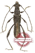 Callimoxys gracilis (A-)