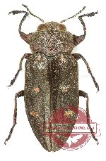 Chrysobothris affinis adusta (A2)