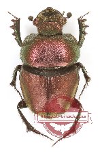 Phalops sp. 1 (3 pcs)