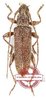Ceresium sp. 8 (A-)
