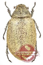 Lepidiota sp. 18