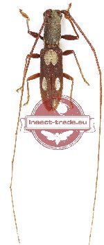 Olenecamptus sp. 7 (5 pcs)