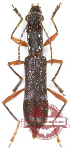 Sclethrus borneensis