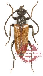 Pseudovadonia livida (5 pcs)