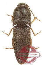 Elateridae sp. 46 (5 pcs)