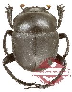 Gymnopleurus sp. 21