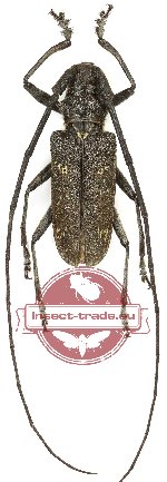 Monochamus sutor (5 pairs)