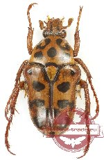 Neorhina punctata