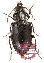 Carabidae sp. 68