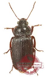 Carabidae sp. 72