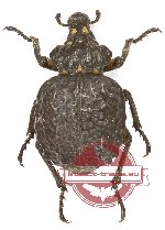 Curculionidae sp. 159 (A2)
