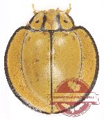 Coccinelidae sp. 7