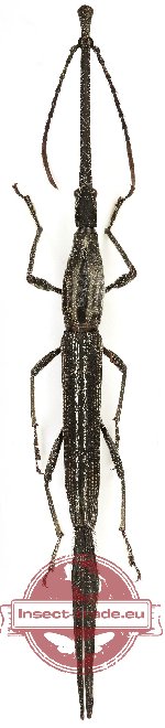 Brenthidae sp. 31 (A2)