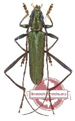 Chelidonium violaceimembris (10 pcs)