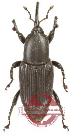 Curculionidae sp. 169 (A2)