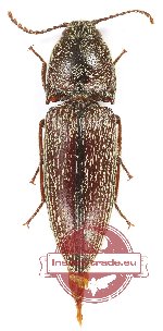 Elateridae sp. 47