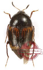 Scaphidiidae sp. 3