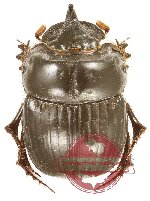 Dichotomius sp. 2 (5 pcs)