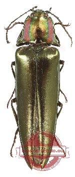 Campsosternus sp. 19