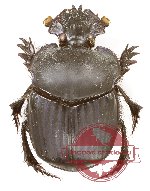 Coprophanaeus corythus