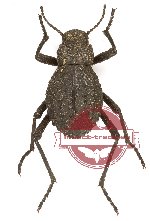 Tenebrionidae sp. 129 (A2)
