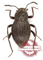 Tenebrionidae sp. 131