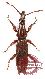 Brenthidae sp. 37