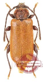 Pyrrhidium sanguineum