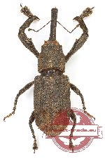 Curculionidae sp. 173 (A2)