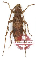 Rondibilis sp. 2 (5 pcs)