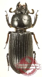 Passalidae sp. 47 (A2)