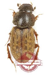 Euheptaulacus carinatus (A2)