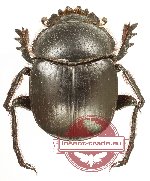 Scarabaeus sp. 3