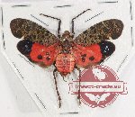 Penthicodes celebica (5 pcs)