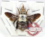 Xylocopa sp. 27 (5 pcs)