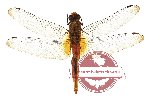 Orthetrum testaceum (5 pcs)
